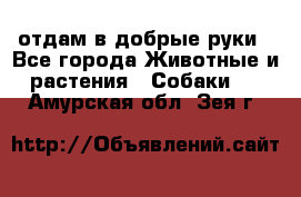 отдам в добрые руки - Все города Животные и растения » Собаки   . Амурская обл.,Зея г.